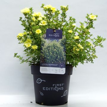Potentilla fruticosa LEMON MERINGUE