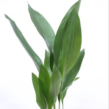 Aspidistra elatior