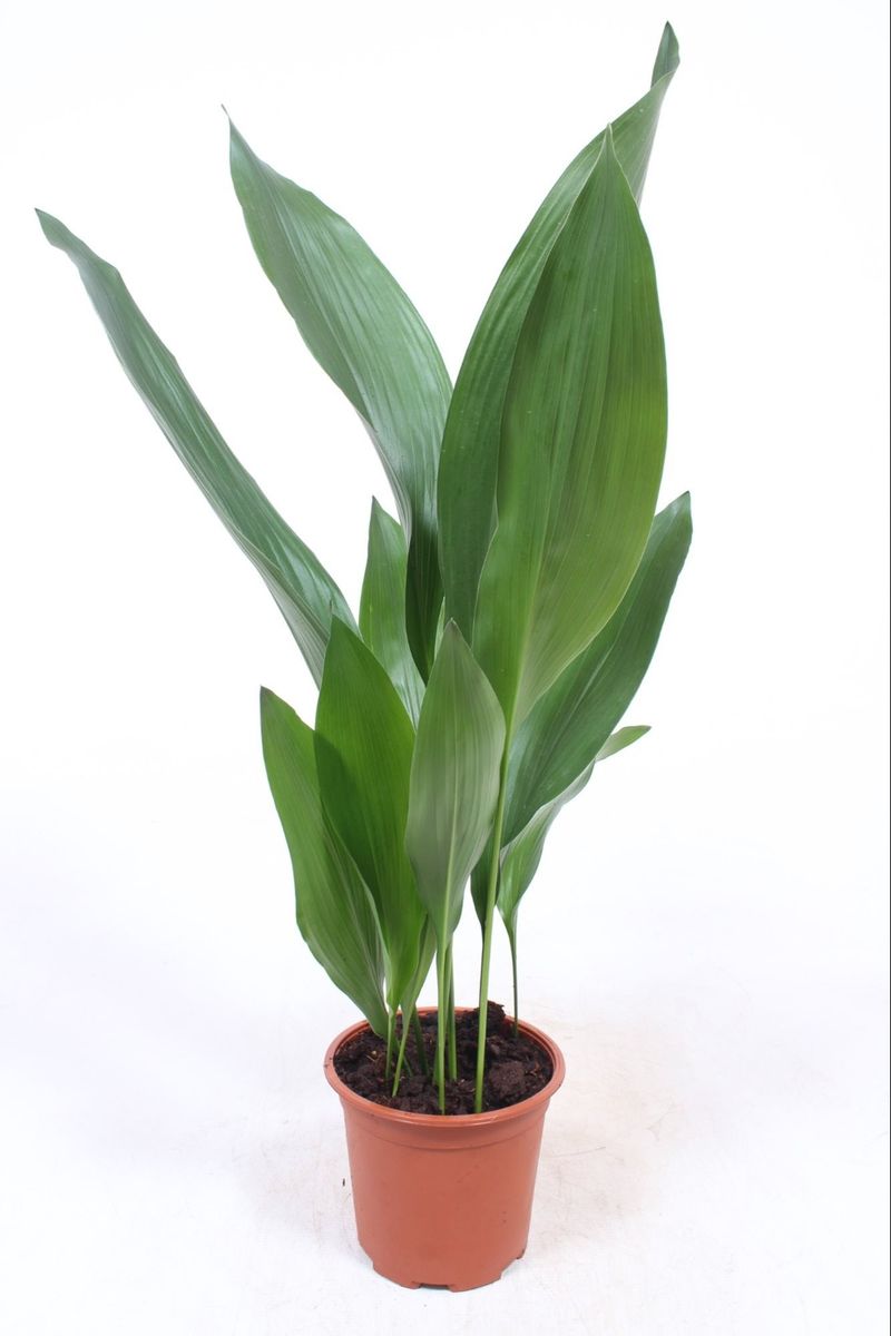 Aspidistra elatior  Pflanzengrohandel FlorAccess