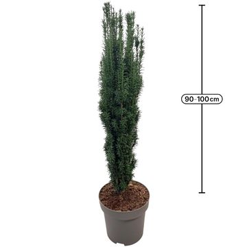 Taxus baccata 'Fastigiata'