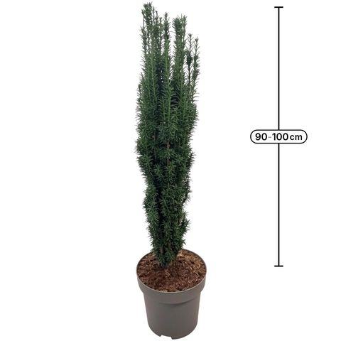 Taxus baccata 'Fastigiata'