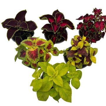 Coleus BLUMEI MIX