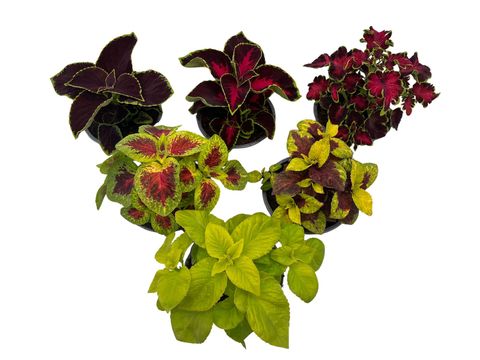 Coleus BLUMEI MIX