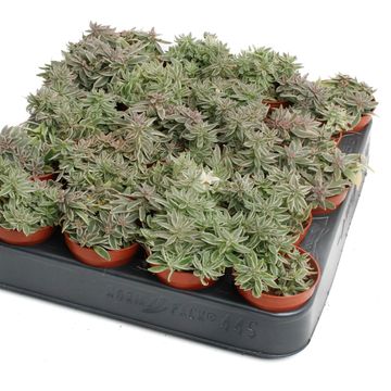 Peperomia 'Sprinkle'