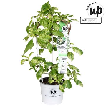 Schizophragma hydrangeoides 'Burst of Light'