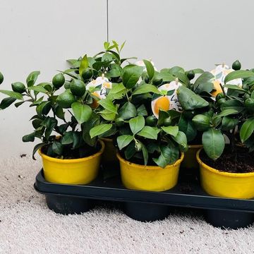 Citrus x meyeri 'Meyer'