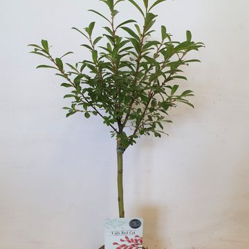 Salix gracilistyla 'Mt. Aso'