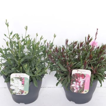 Gaura lindheimeri MIX
