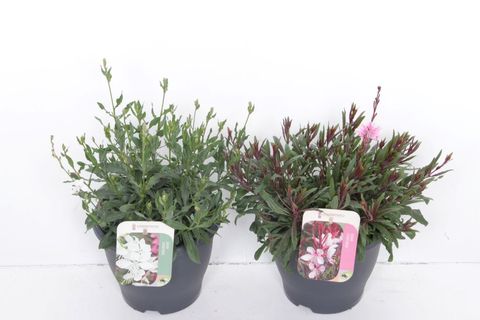 Gaura lindheimeri MIX