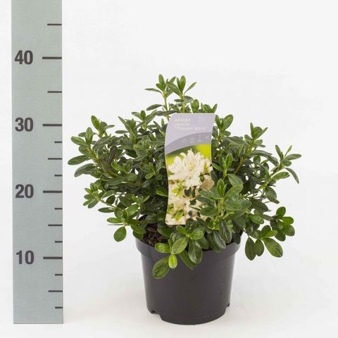 Rhododendron 'Pleasant White' (AJ)