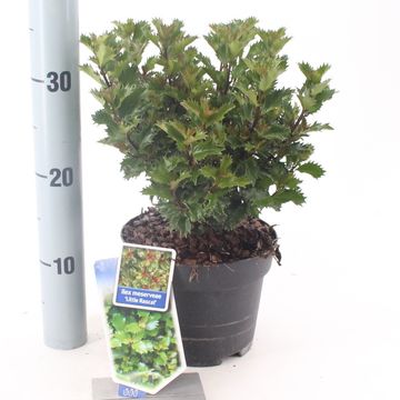 Ilex x meserveae LITTLE RASCAL