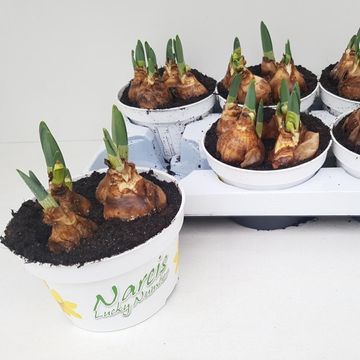 Narcissus 'Lucky Number'