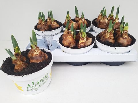 Narcissus 'Lucky Number'