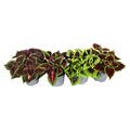 Coleus MIX