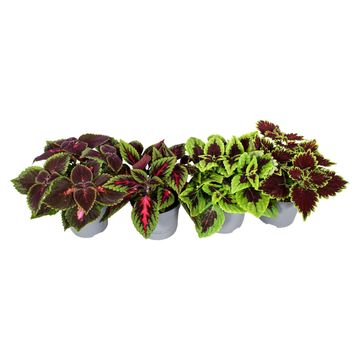 Coleus MIX