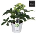 Helleborus JWLS ENDLESS