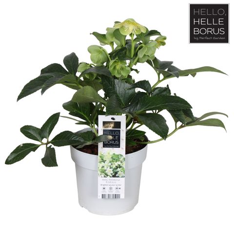 Helleborus JWLS ENDLESS