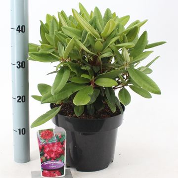 Rhododendron 'Dopey' (Y)