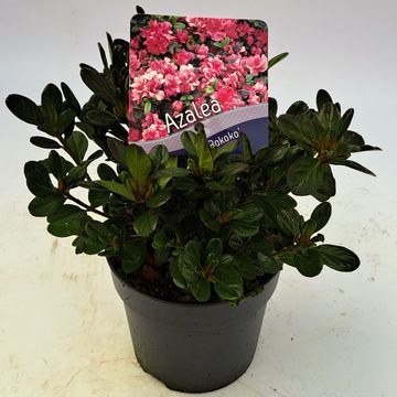 Rhododendron 'Rokoko'