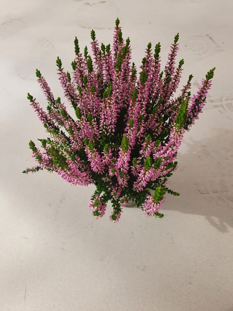 Calluna vulgaris Beauty Lady®  paars