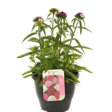 Dianthus barbatus 'Dash Magician'