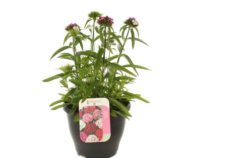 Dianthus barbatus 'Dash Magician'