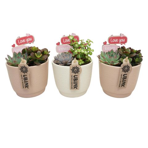 Ετοιμασίες Succulents