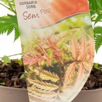 Sorbaria sorbifolia 'Sem'