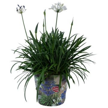 Agapanthus SUMMER LOVE MIX IN POT