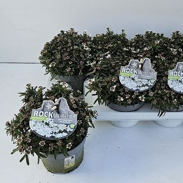 Iberis sempervirens 'Fischbeck'