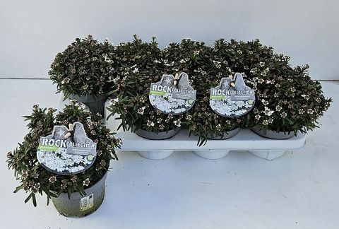 Iberis sempervirens 'Fischbeck'