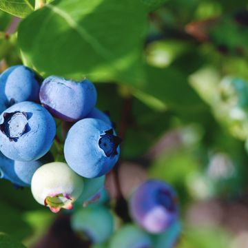 Vaccinium corymbosum 'Brigitta Blue'