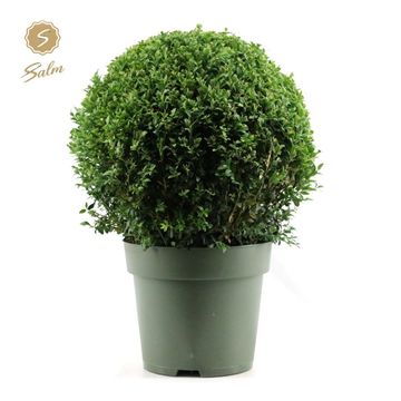 Buxus sempervirens