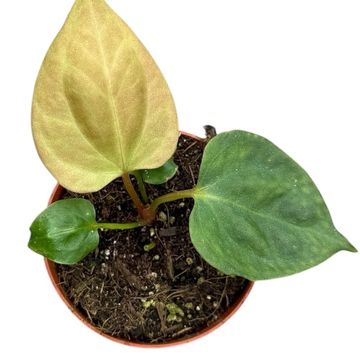 Anthurium portillae