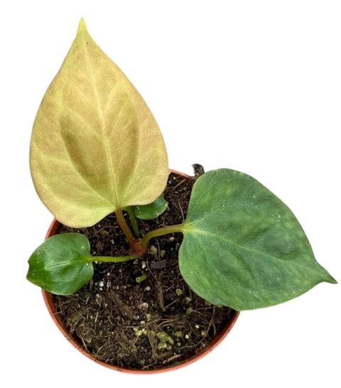 Anthurium portillae