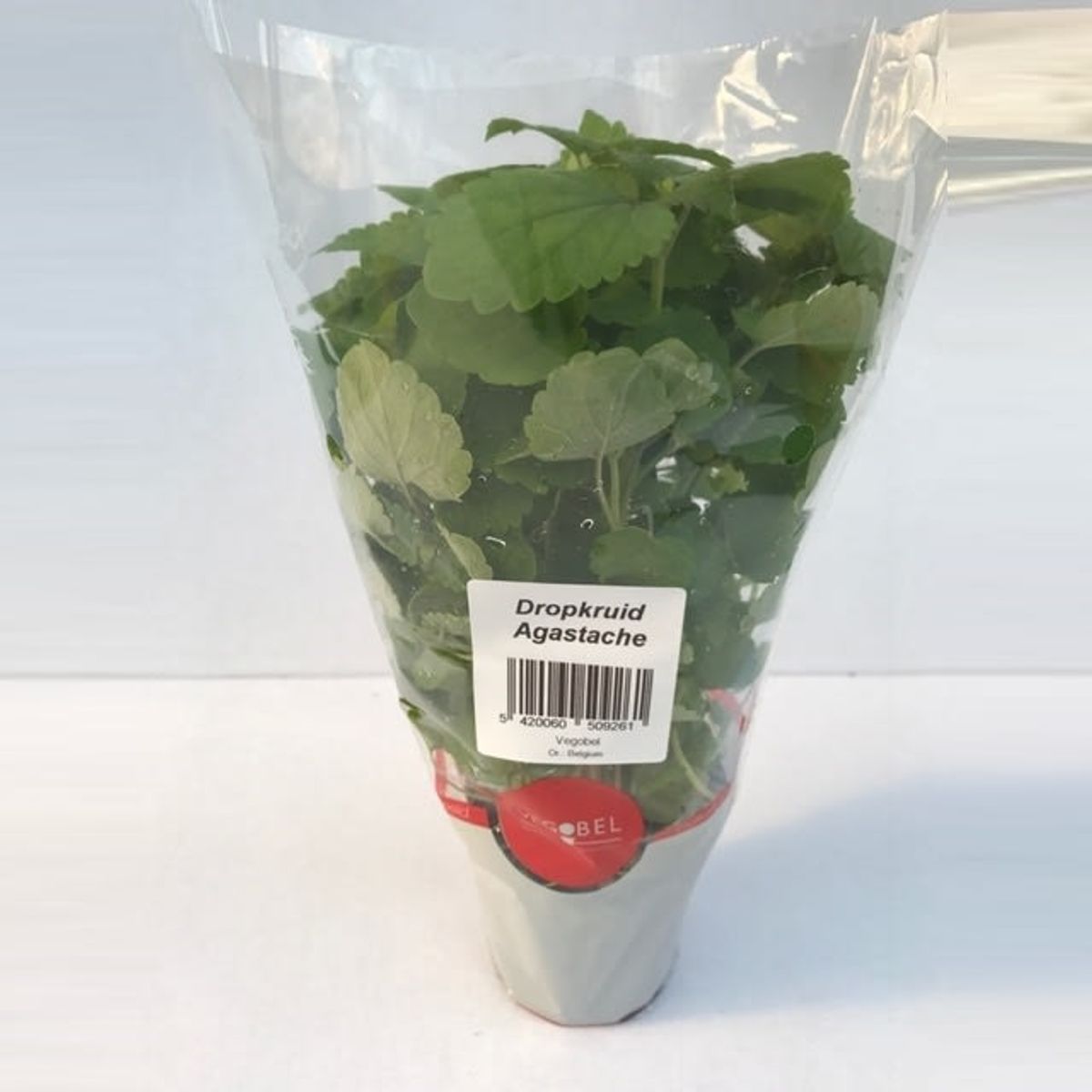 Agastache foeniculum — Plant Wholesale FlorAccess