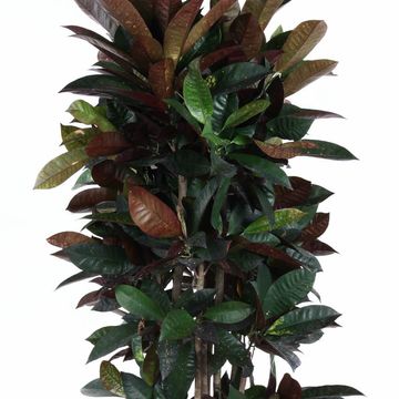 Codiaeum variegatum 'Mrs Iceton'