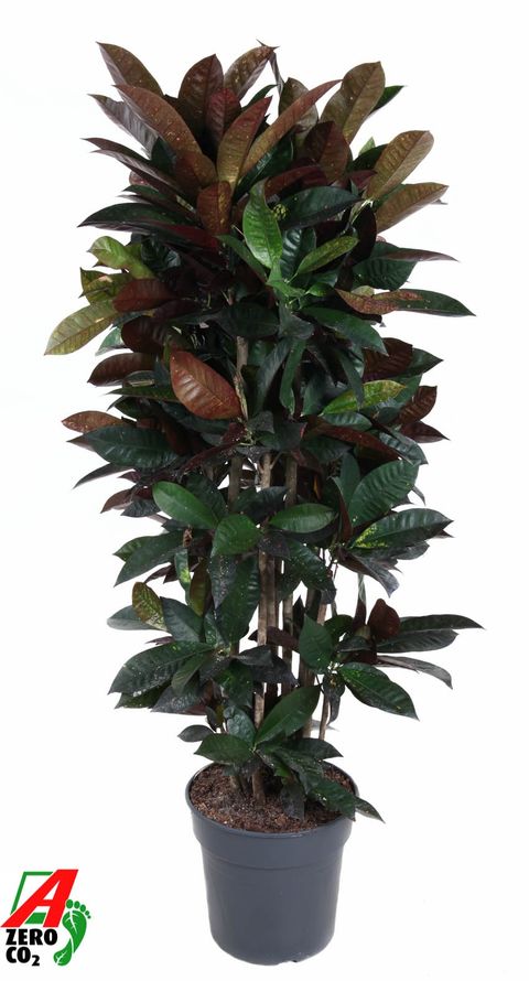Codiaeum variegatum 'Mrs Iceton'