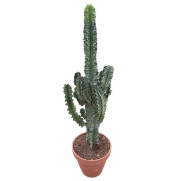 Euphorbia erythraea 'Variegata'