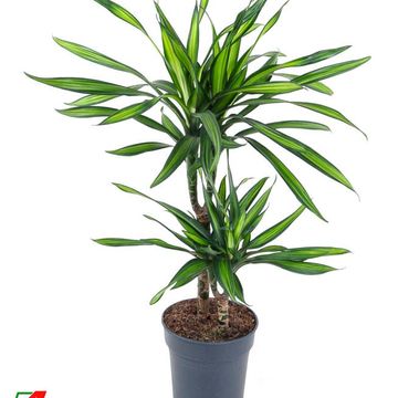 Dracaena fragrans RIKI