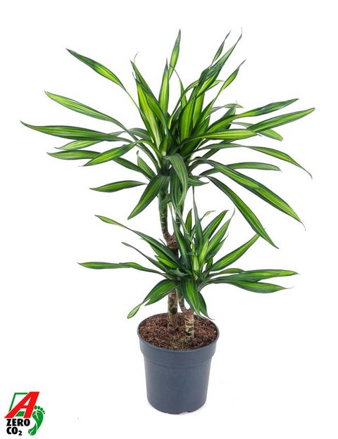 Dracaena fragrans RIKI