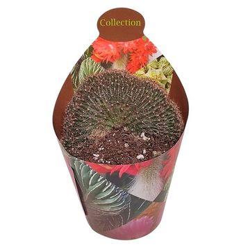 Lobivia arachnacantha cristata