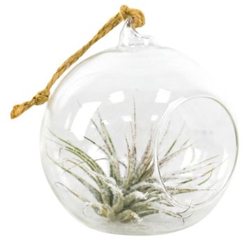 Tillandsia usneoides