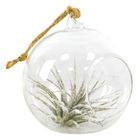 Tillandsia usneoides