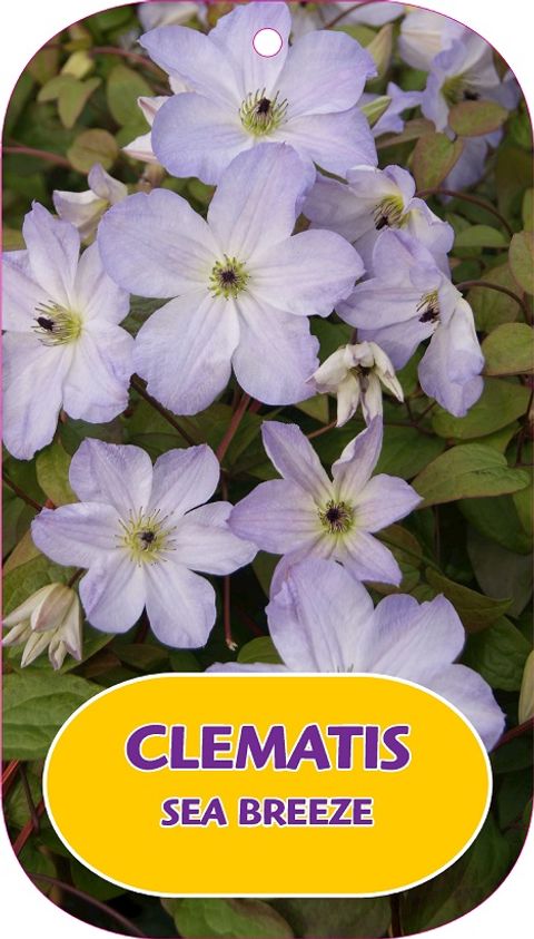 Clematis SEA BREEZE (Vt)