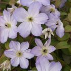 Clematis SEA BREEZE (Vt)