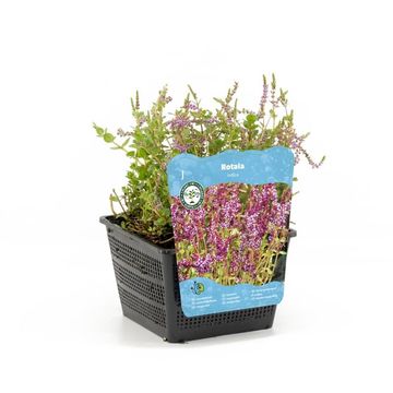 Rotala indica