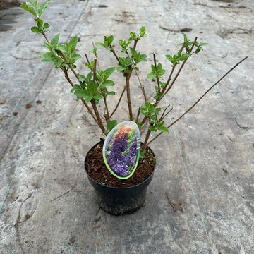 Buddleja davidii 'Empire Blue'