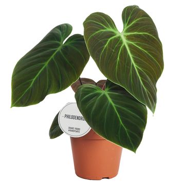 Philodendron 'El Choco Red'
