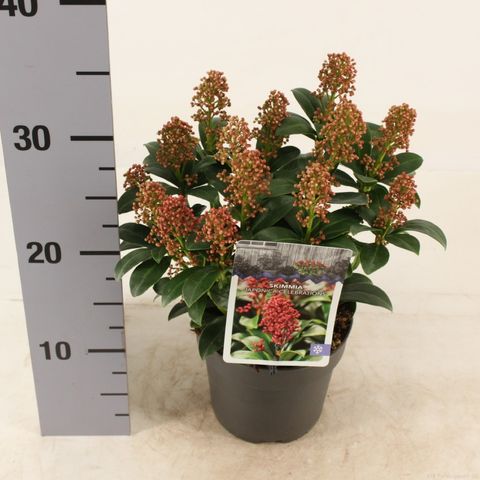 Skimmia japonica 'Celebrations'